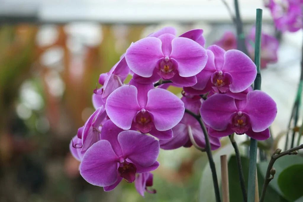 Jak dbać o storczyki? Pielęgnacja krok po kroku - Flower Store