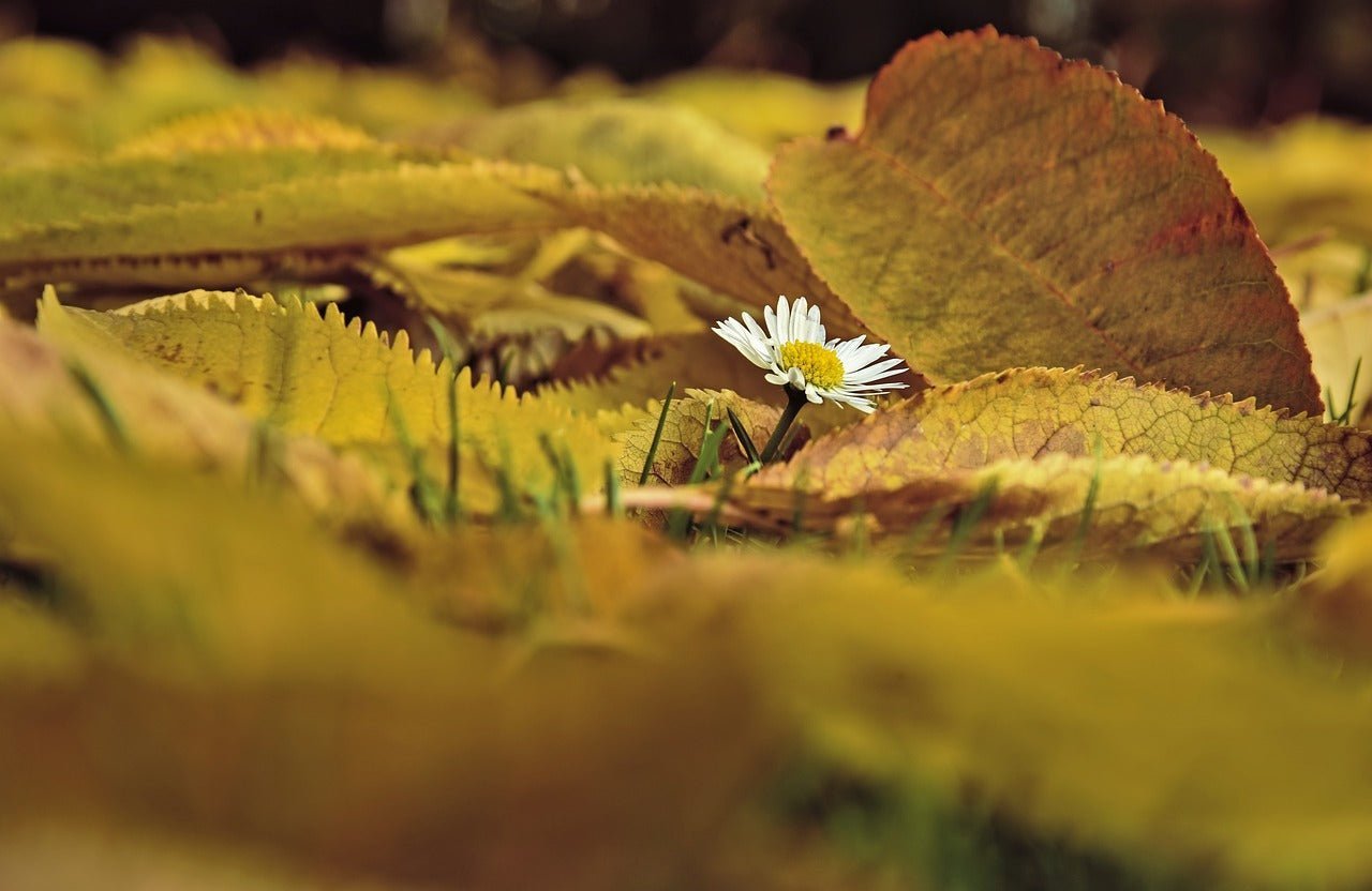 Jakie jesienne kwiaty są najładniejsze? - Flower Store