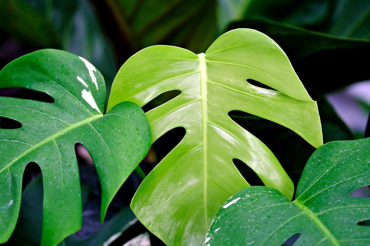Monstera: Wymagania i Uprawa w domu - Flower Store