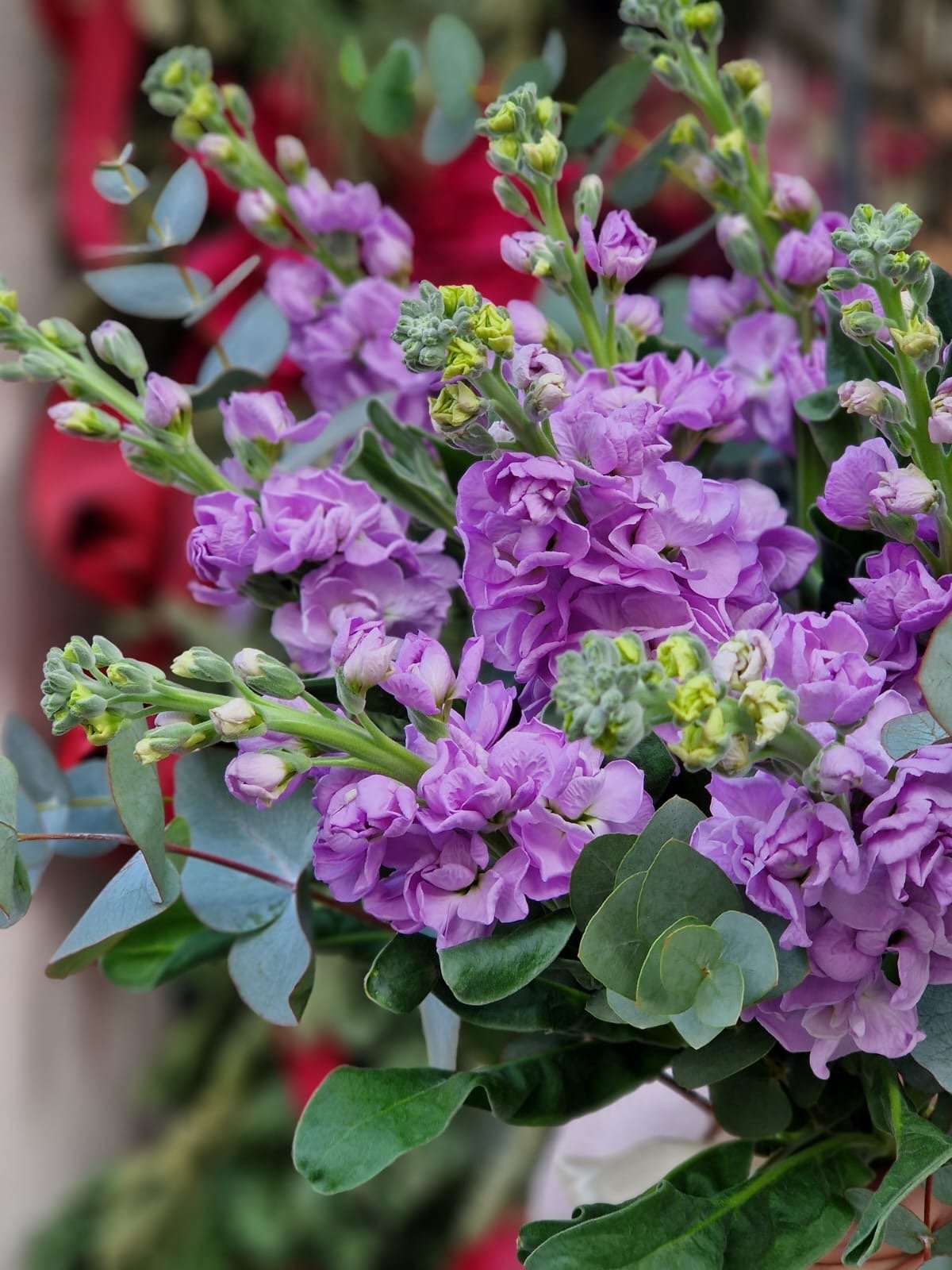 Bukiet Kwiatów Lewkonia - kwiaty Flower Store Warszawa