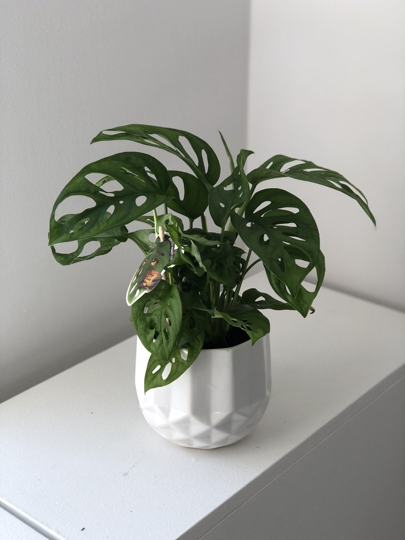 Monstera Monkey - kwiaty Flower Store Warszawa