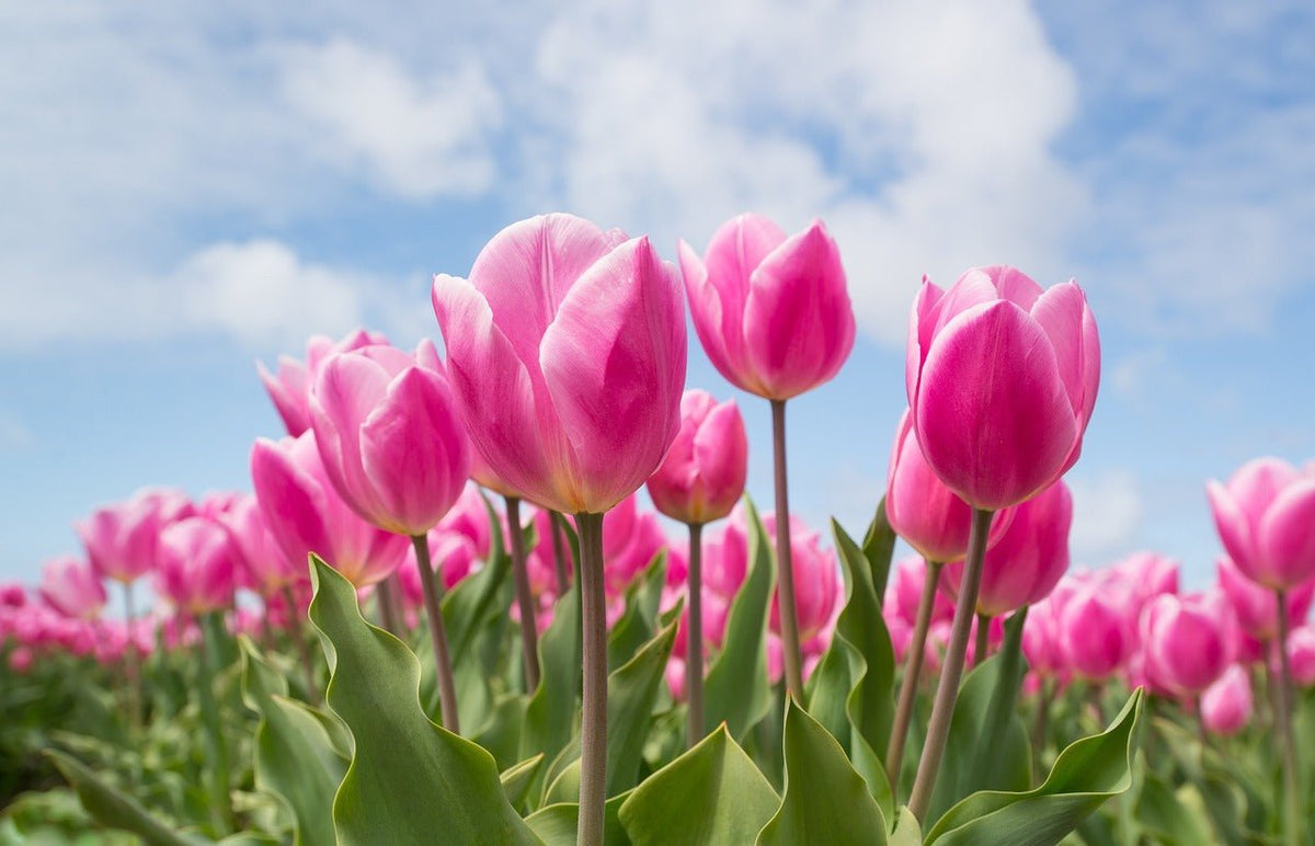 Kolory tulipanów - ich znaczenie i historia - Flower Store